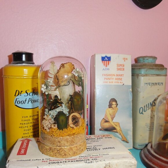 June Bug Sitting In Pinecone Throne Oddity Jar curiosity dome insect taxidermy - Picture 11 of 14